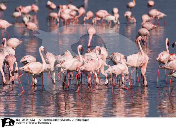 Kolonie Zwergflamingos / colonyof lesser flamingos / JR-01122